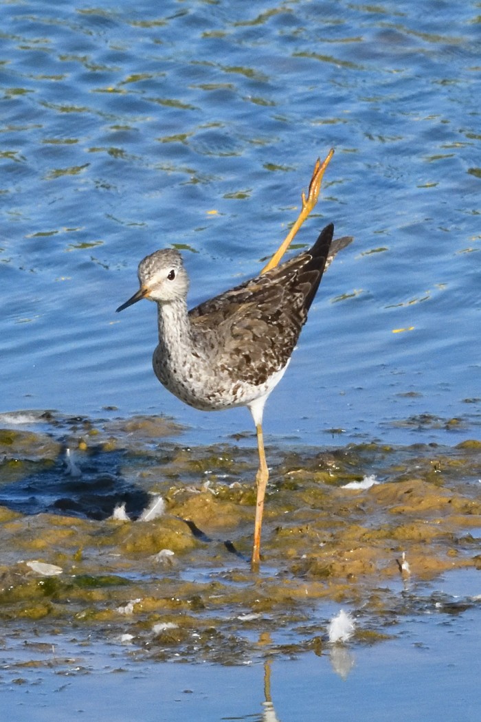 Kuliska hankahori txikia - ML641097029