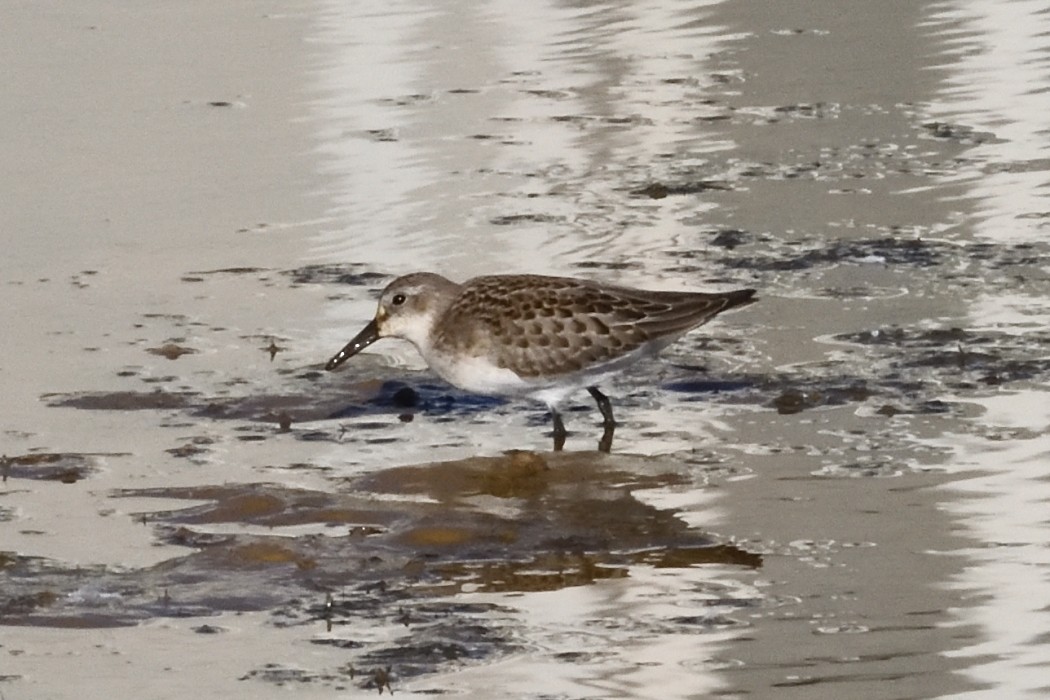 Semipalmated Sandpiper - ML641097038