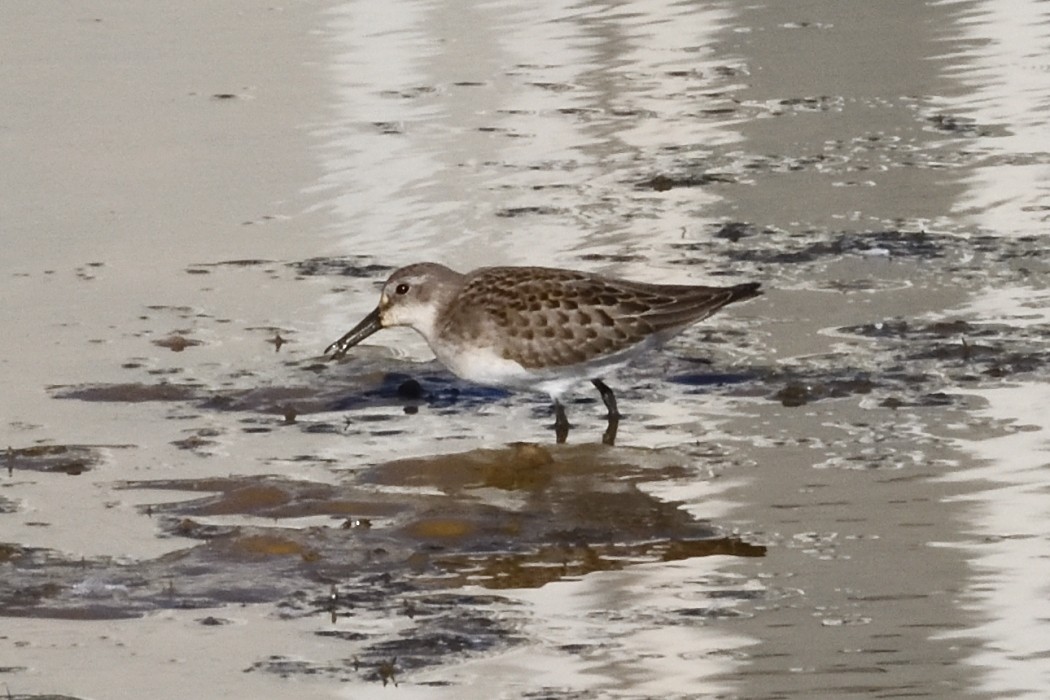 Semipalmated Sandpiper - ML641097043