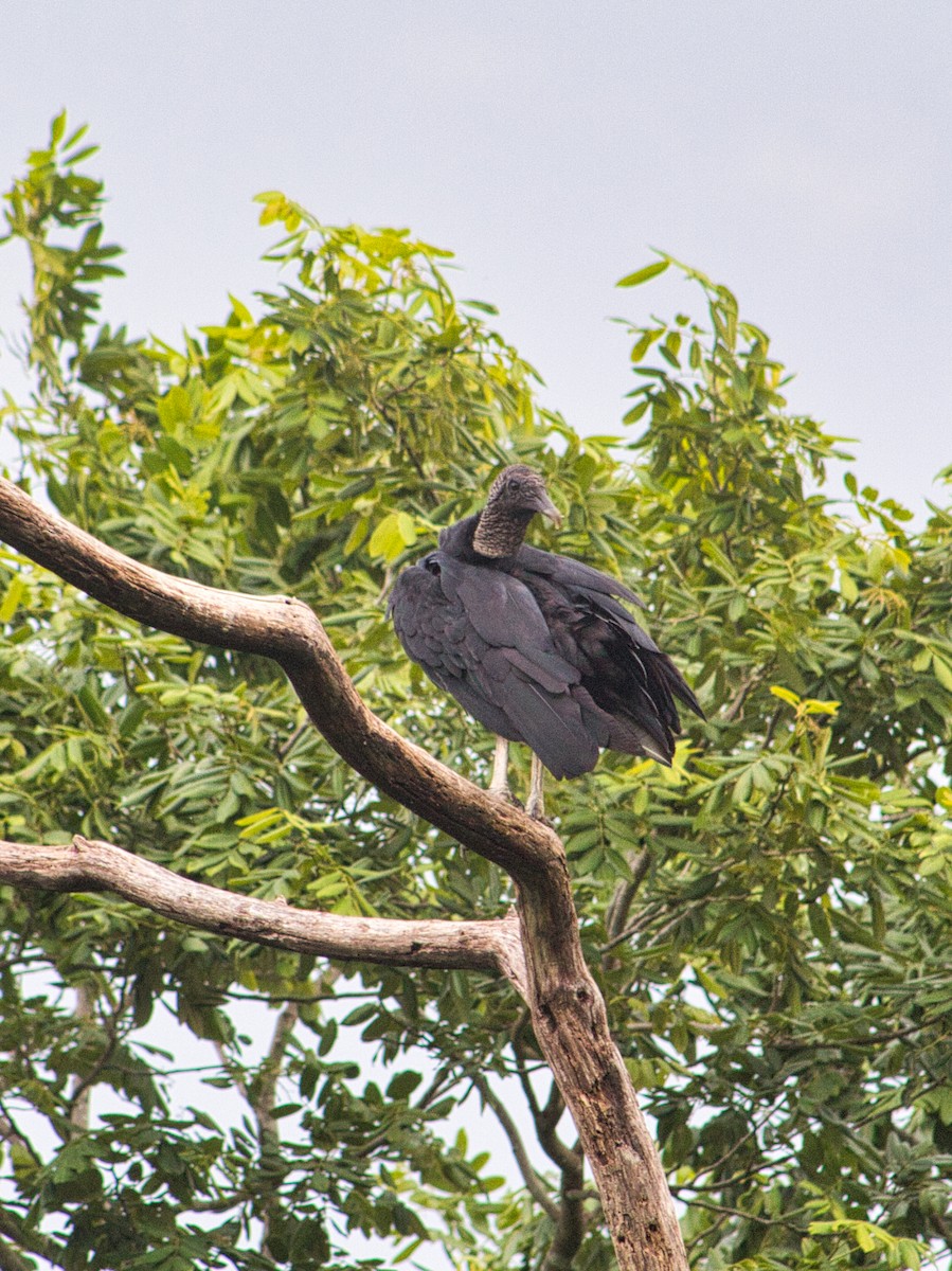 Black Vulture - ML641097060