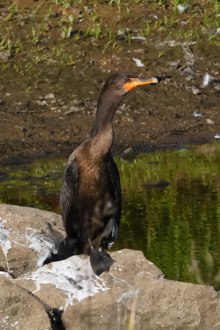 Double-crested Cormorant - ML641097085