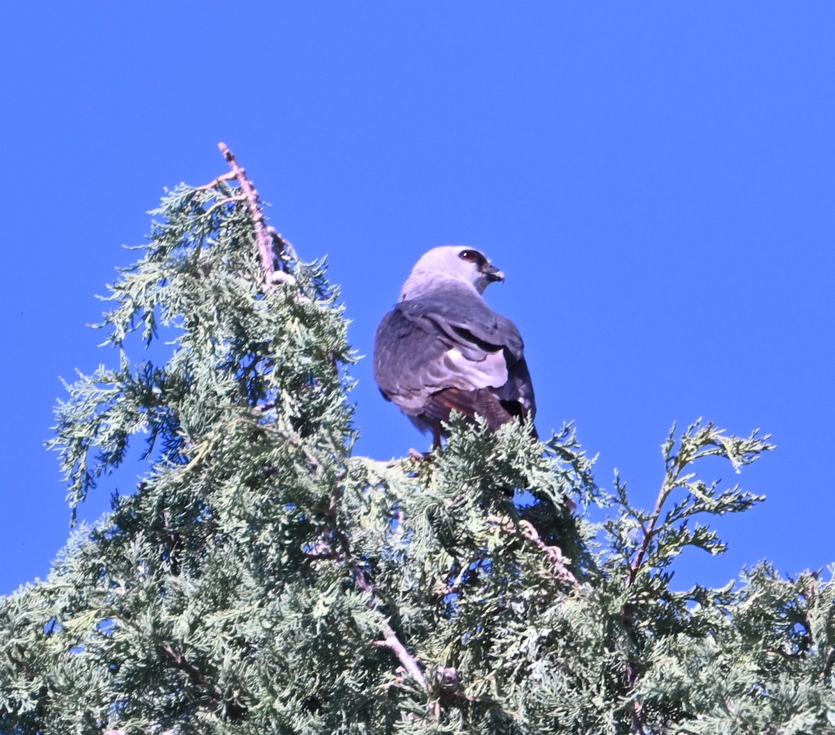 Missisipi Çaylağı - ML641097090