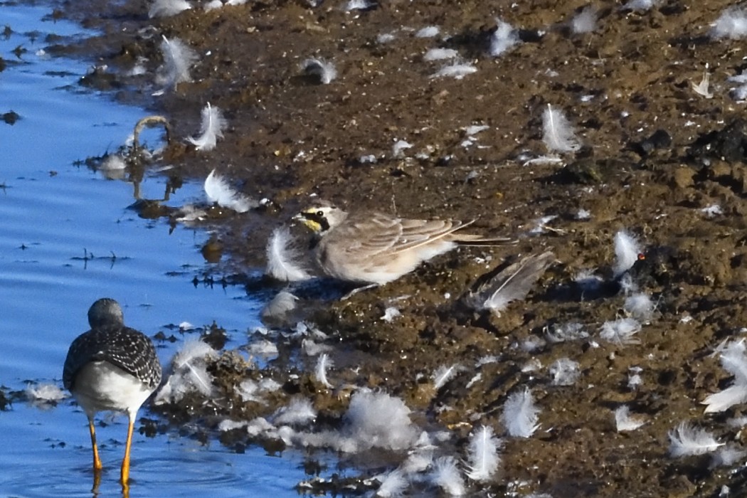Horned Lark - ML641097100