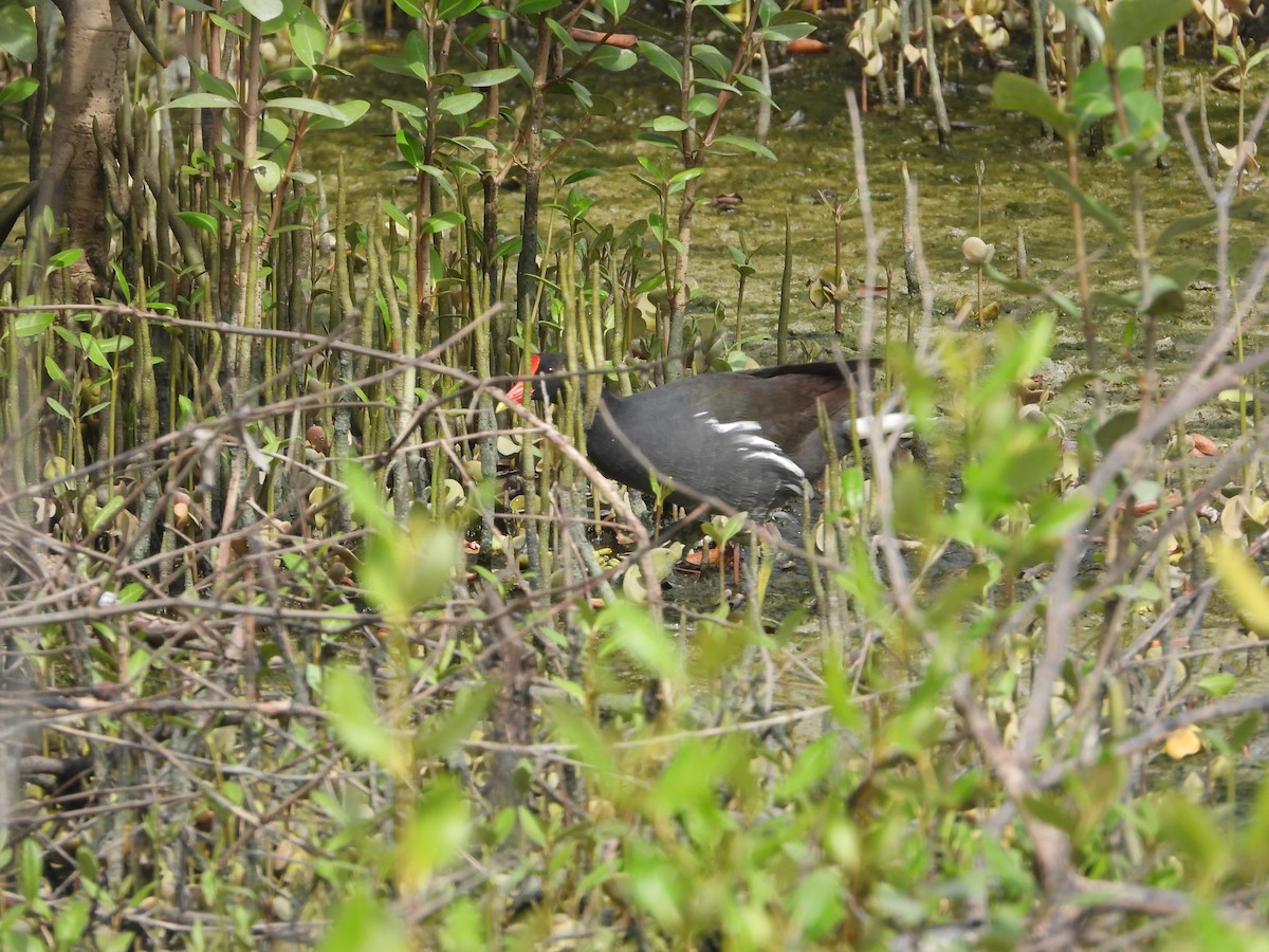 eBird Checklist - 31 Aug 2025 - Khlong Tamru--1 Alley salt pans - 57 ...