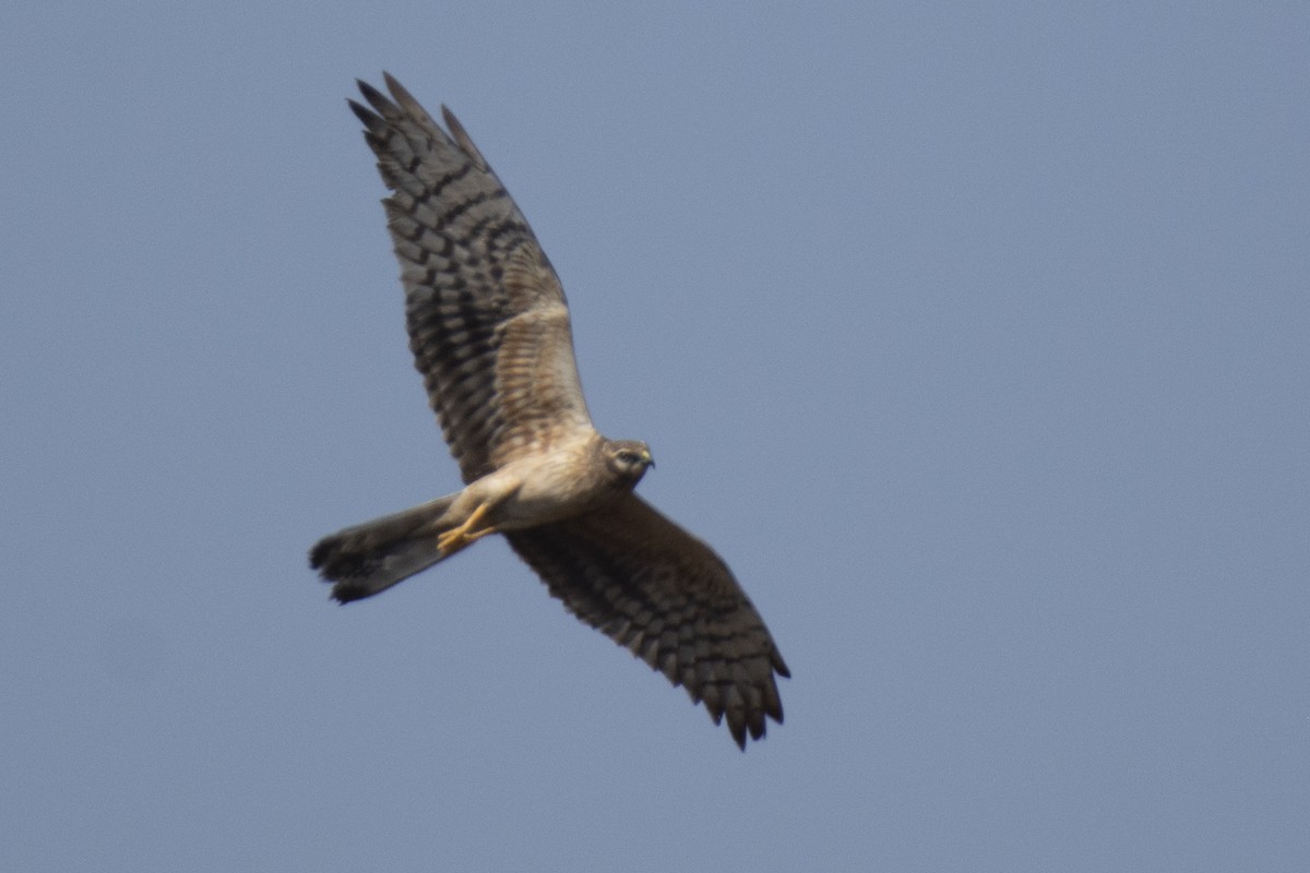 Pallid Harrier - ML641097111