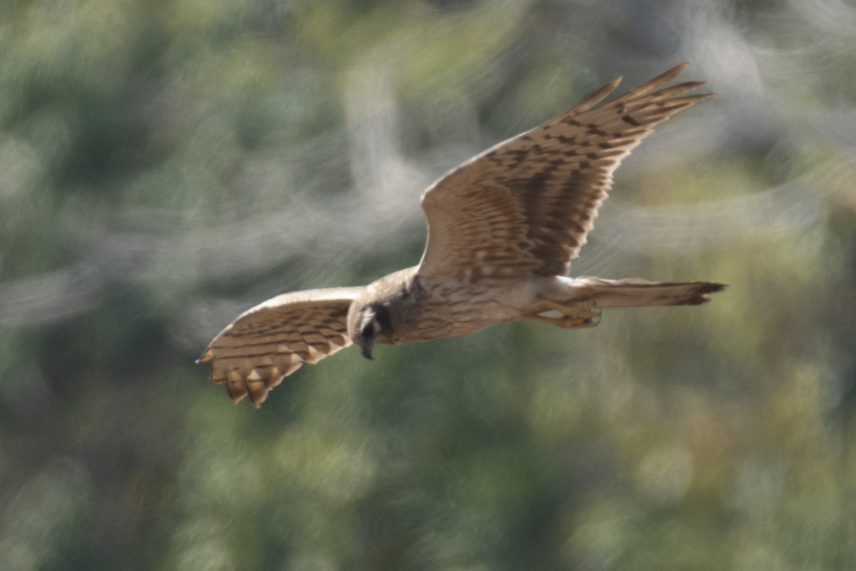 Pallid Harrier - ML641097113