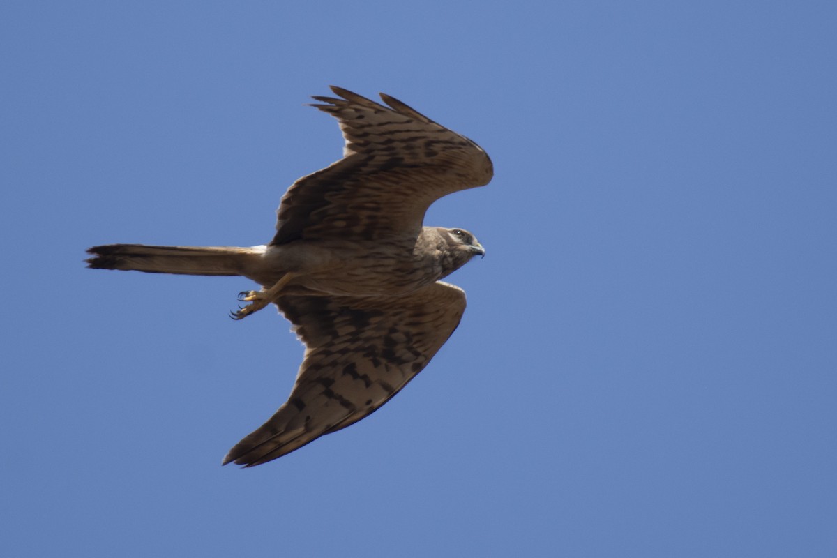 Pallid Harrier - ML641097115