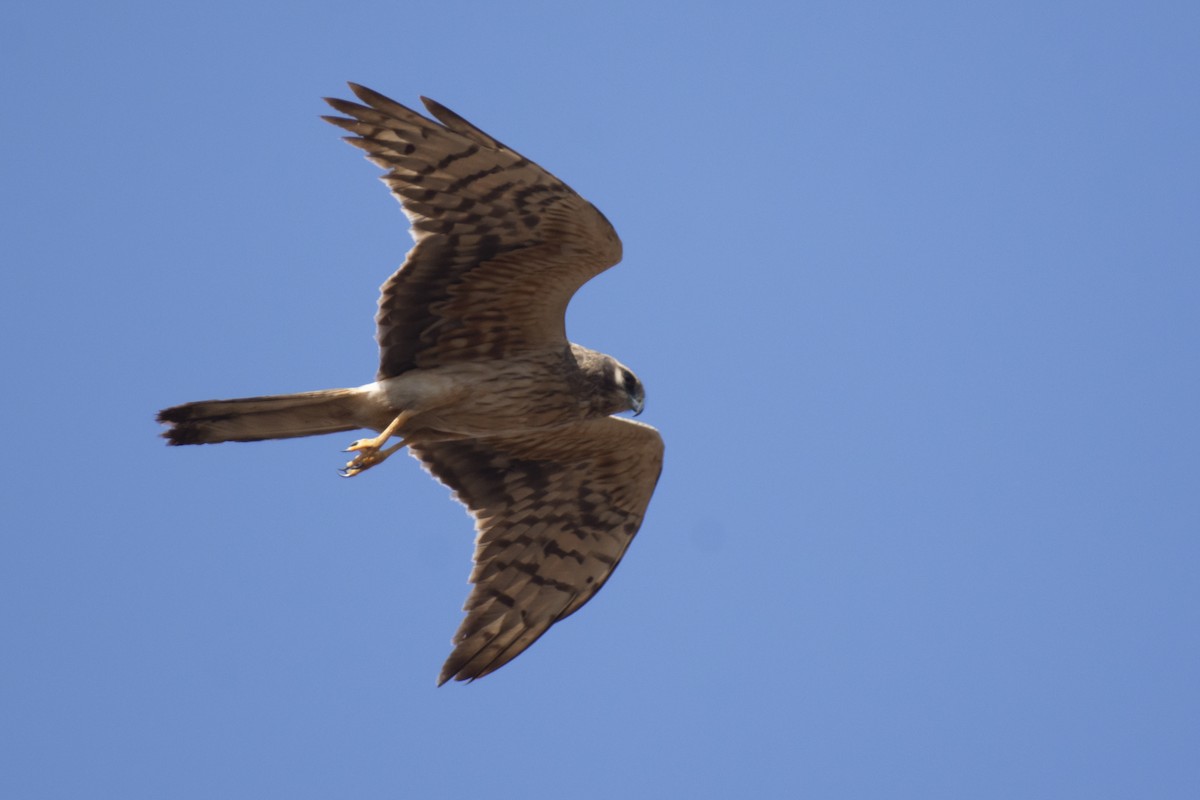 Pallid Harrier - ML641097116