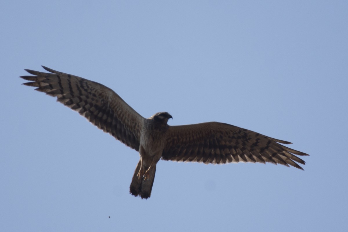 Pallid Harrier - ML641097117