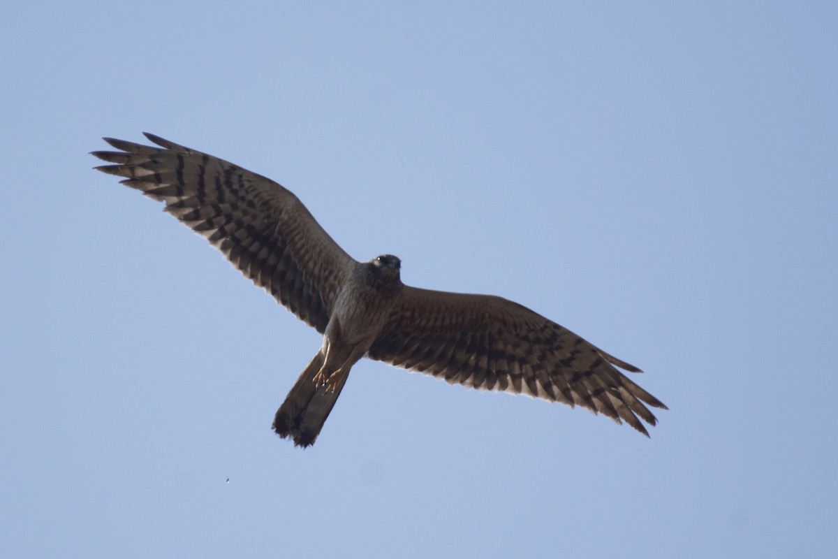 Pallid Harrier - ML641097118
