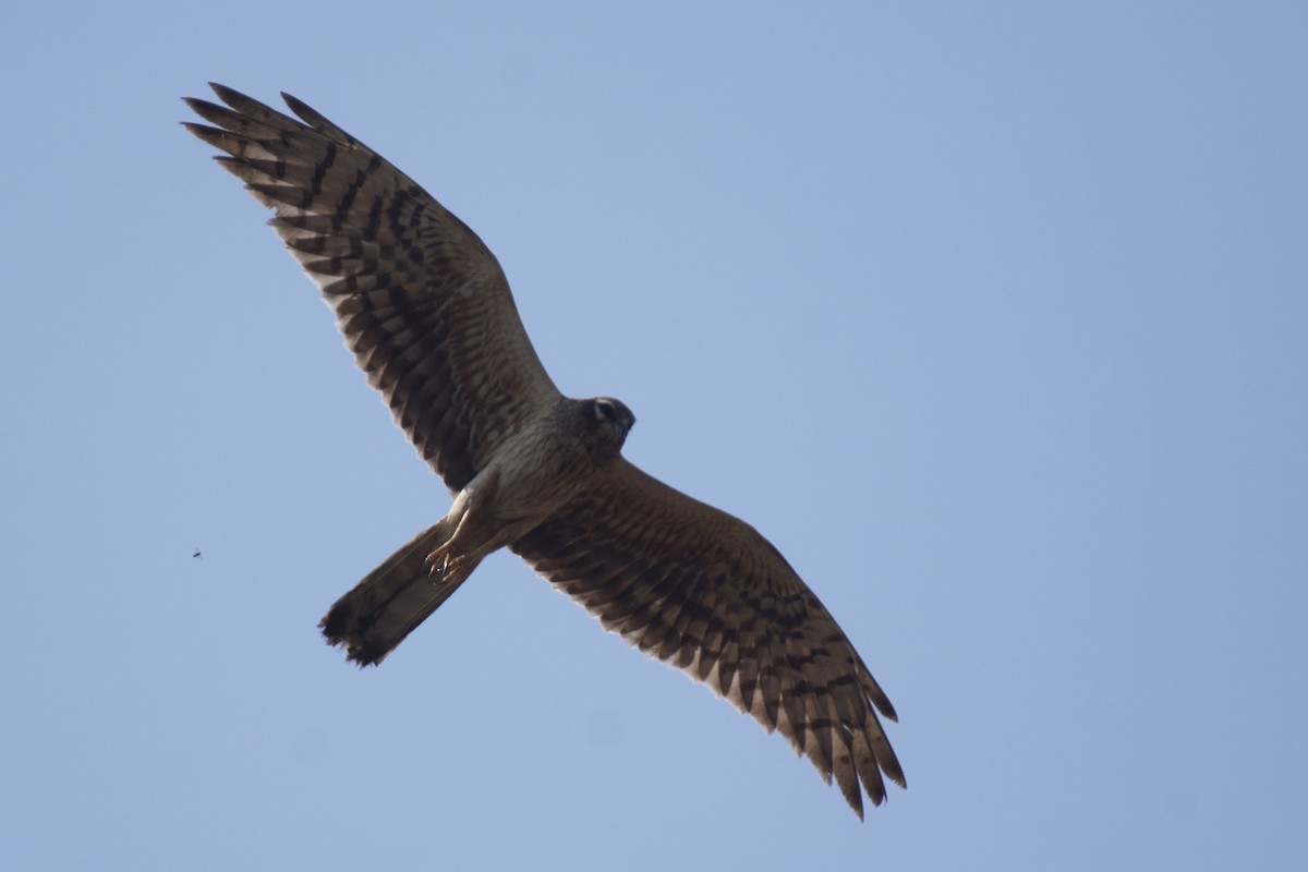 Pallid Harrier - ML641097119