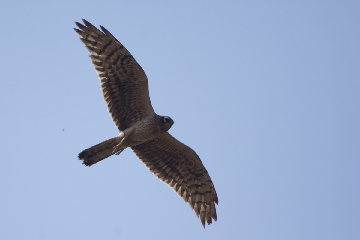 Pallid Harrier - ML641097121