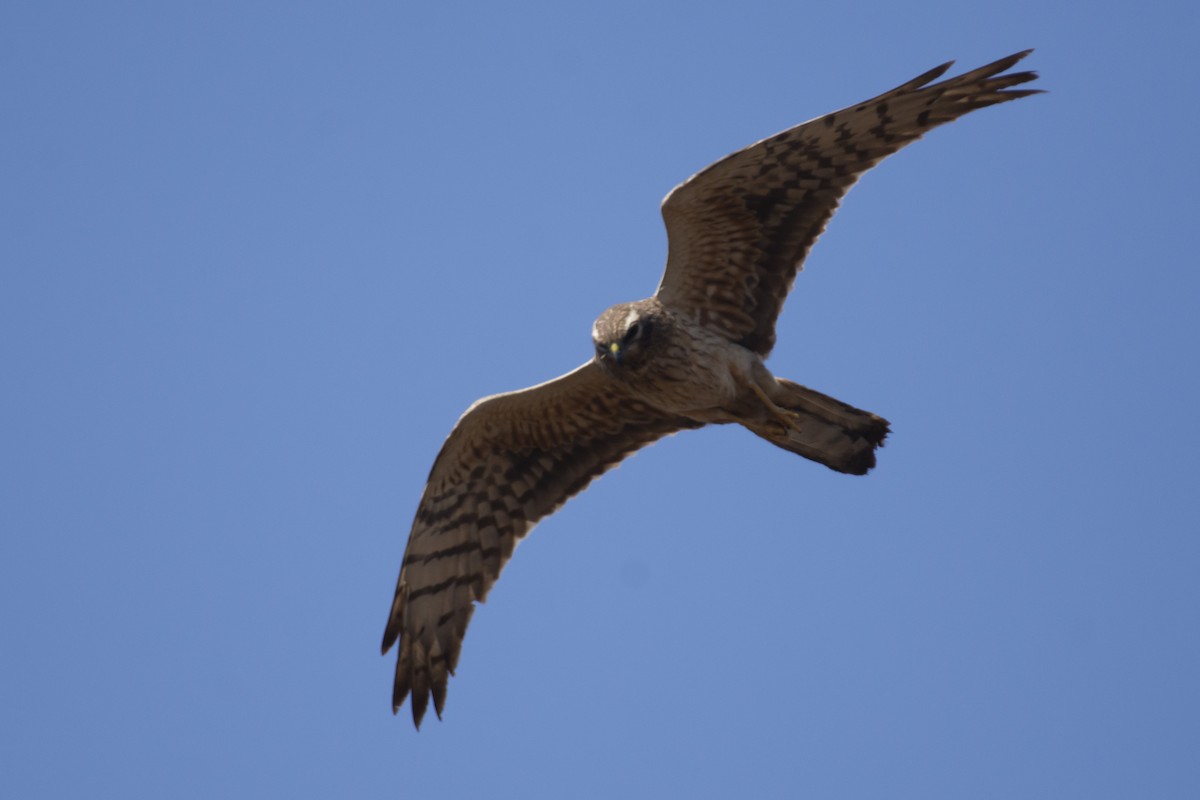 Pallid Harrier - ML641097123