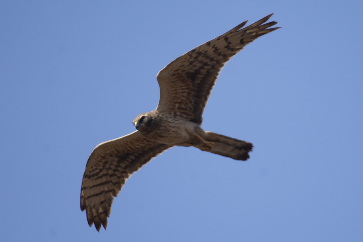 Pallid Harrier - ML641097124