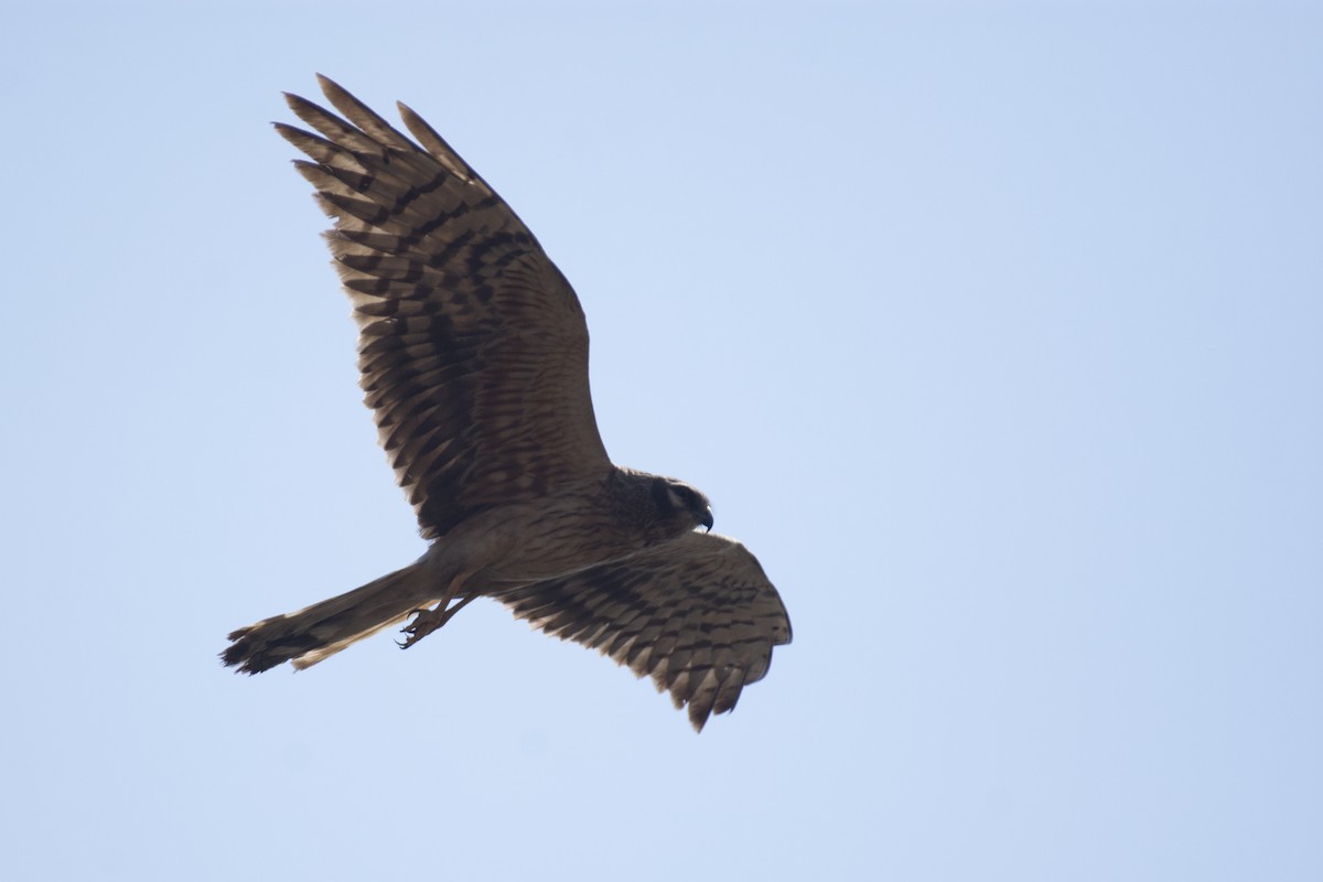 Pallid Harrier - ML641097125
