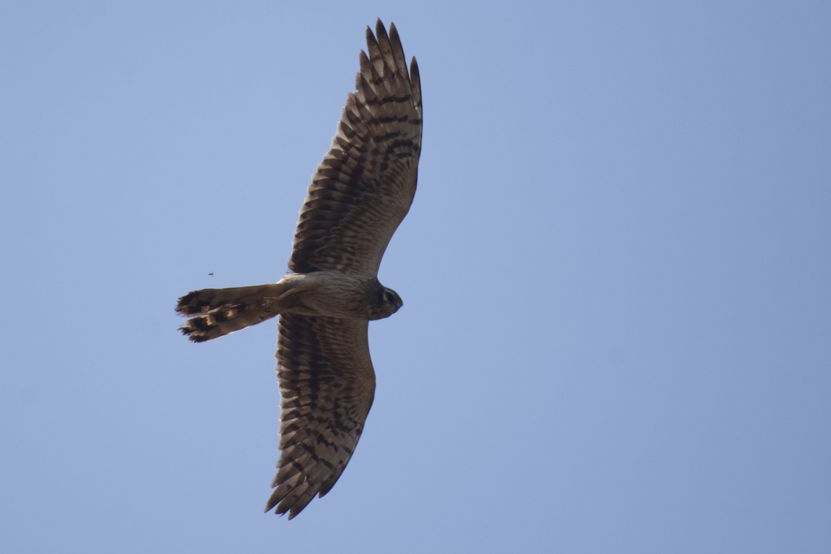 Pallid Harrier - ML641097126