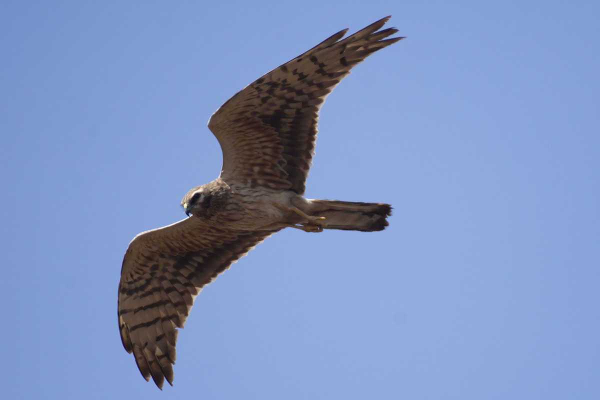 Pallid Harrier - ML641097127
