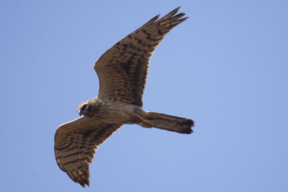 Pallid Harrier - ML641097128
