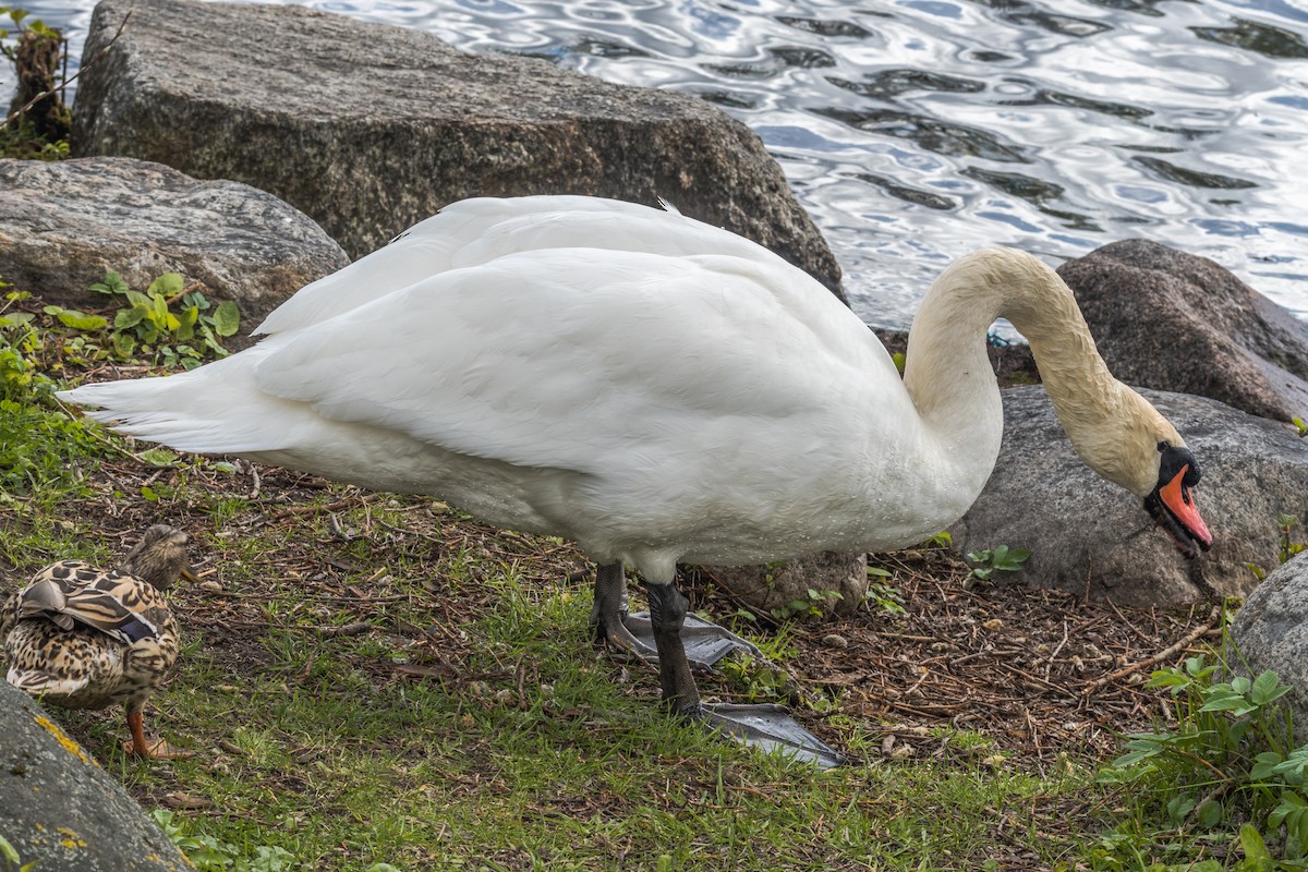 Höckerschwan - ML641097135