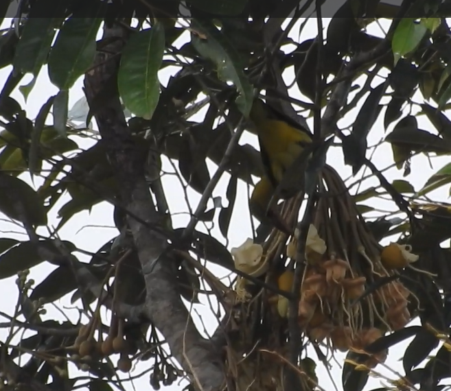Black-naped Oriole (East Asian) - ML641097170