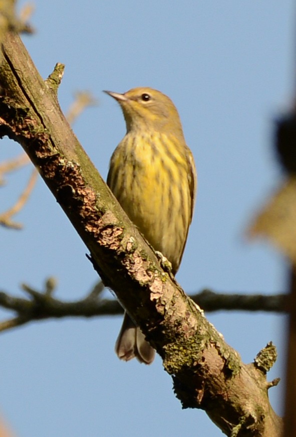 Cape May Warbler - ML641097181