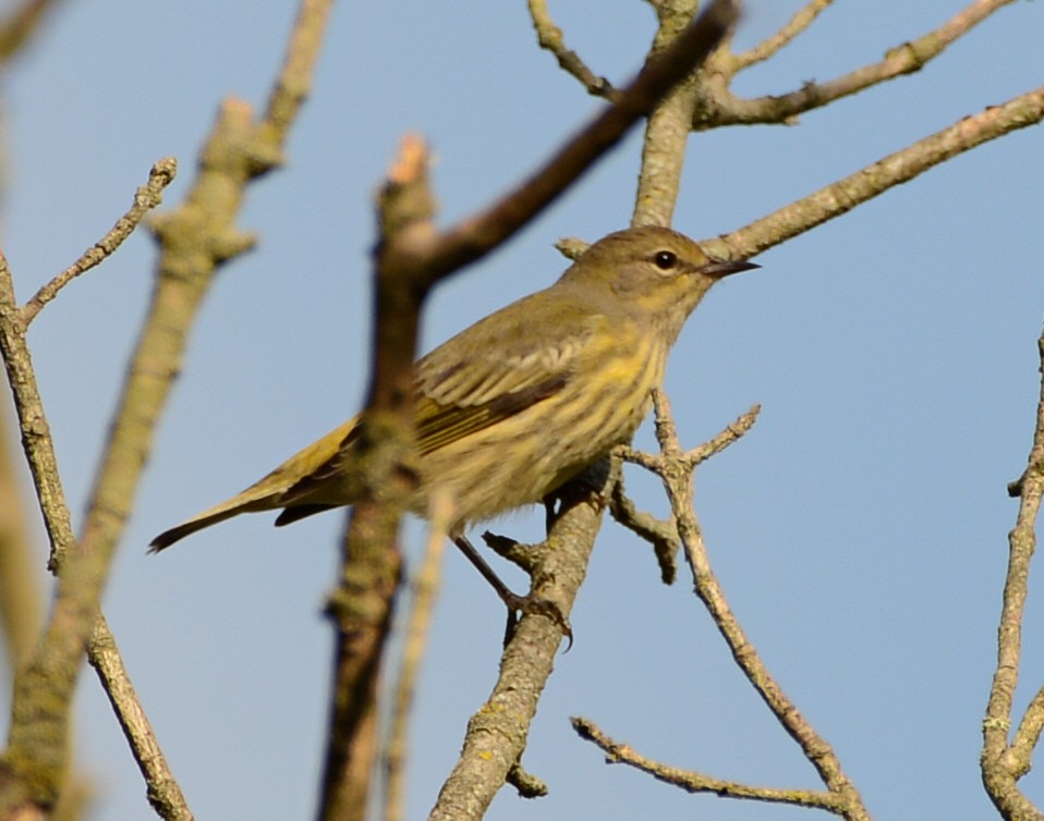 Cape May Warbler - ML641097185