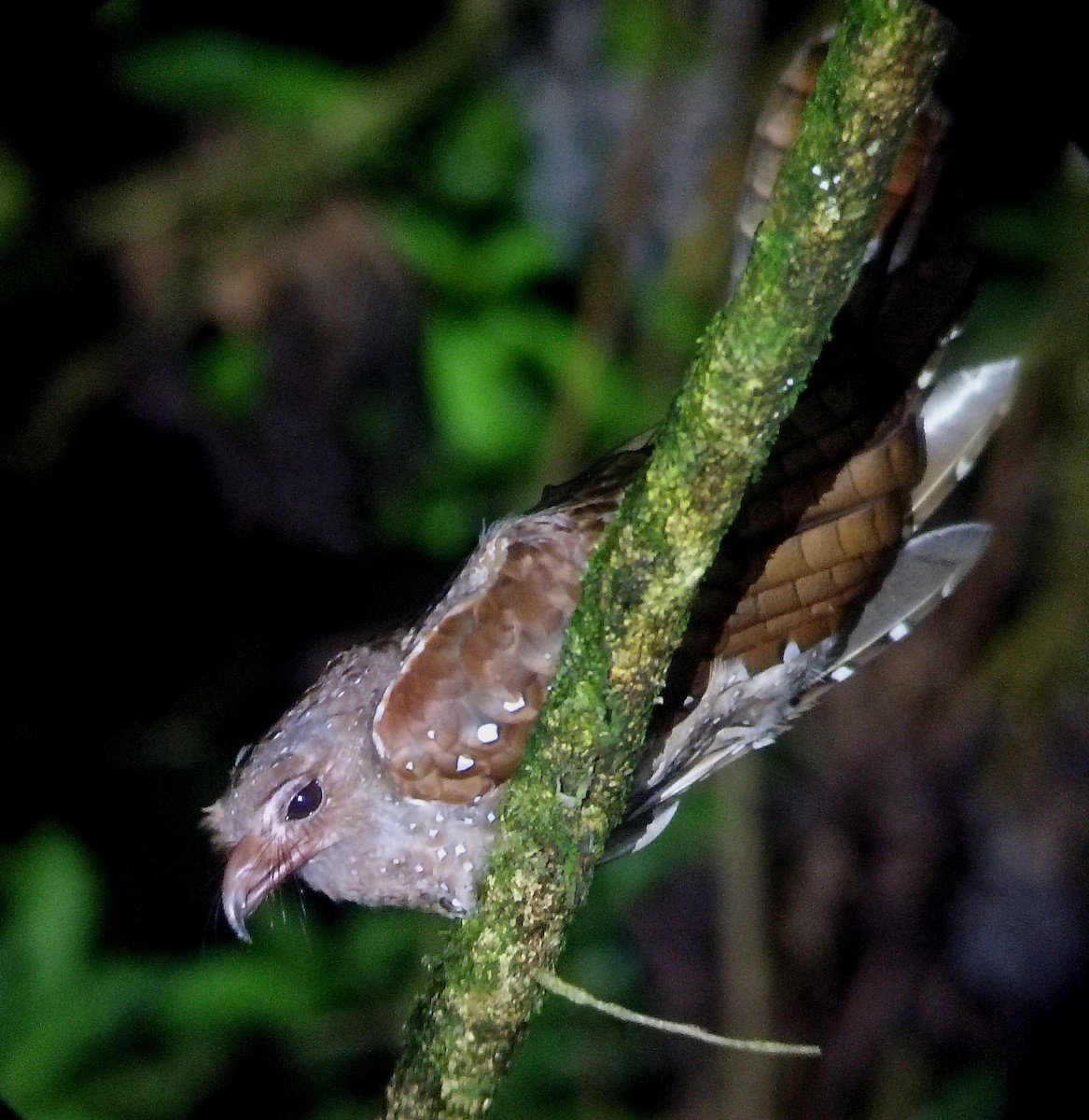 Oilbird - ML641097218