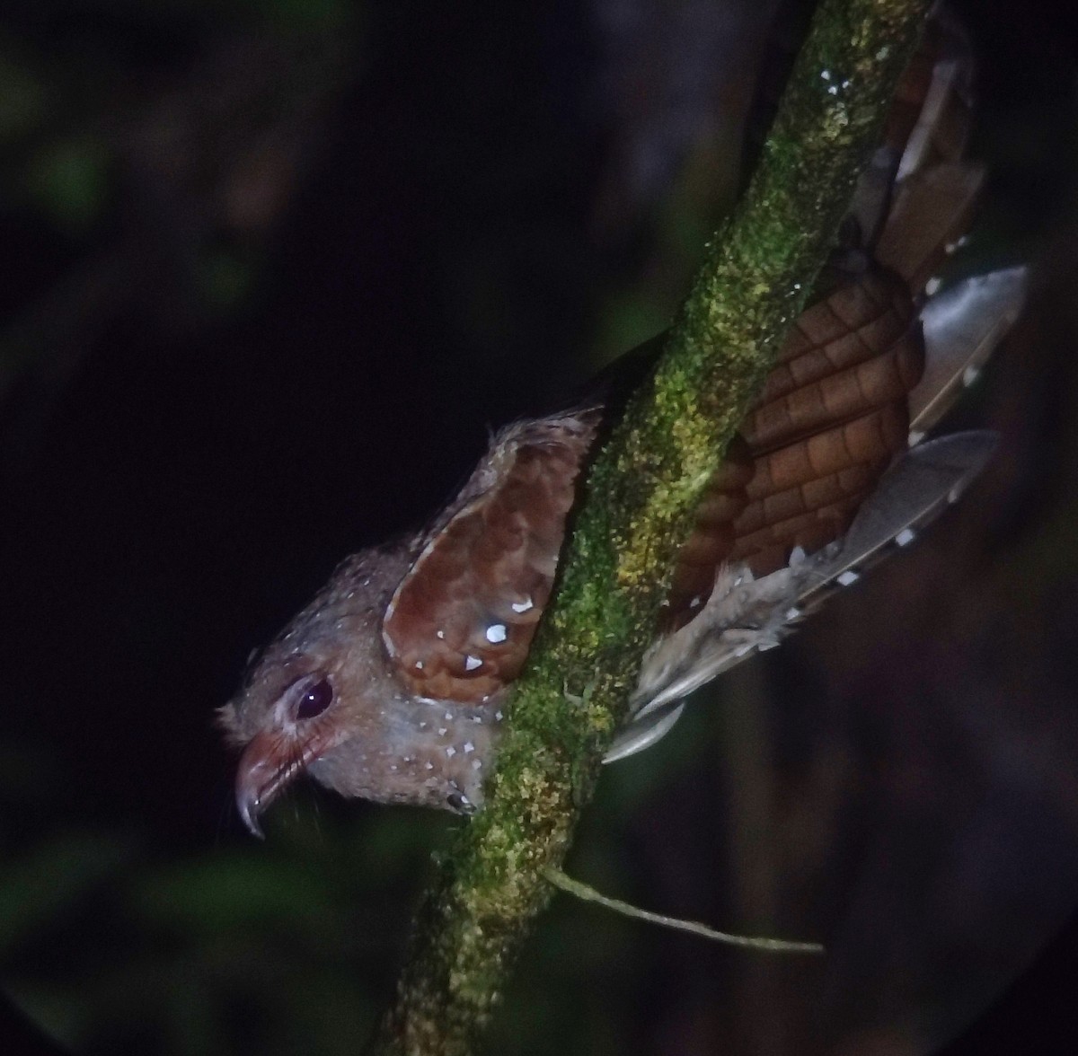 Oilbird - ML641097220