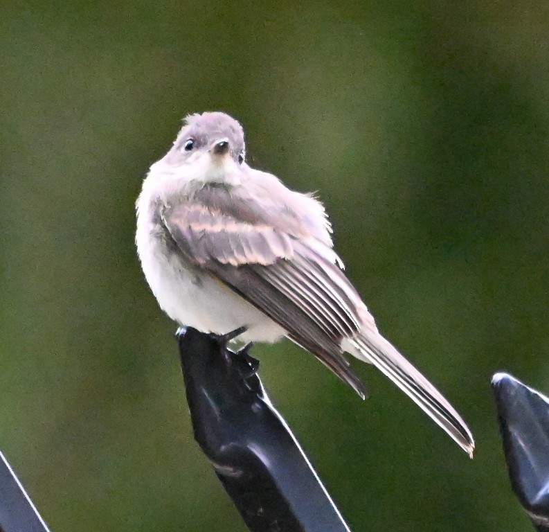 Eastern Phoebe - ML641097254