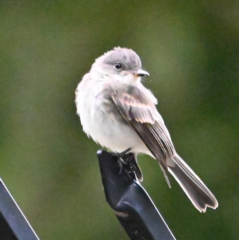Eastern Phoebe - ML641097255