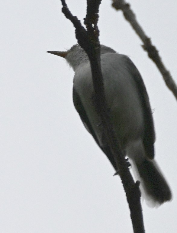 Blue-gray Gnatcatcher - ML641097260