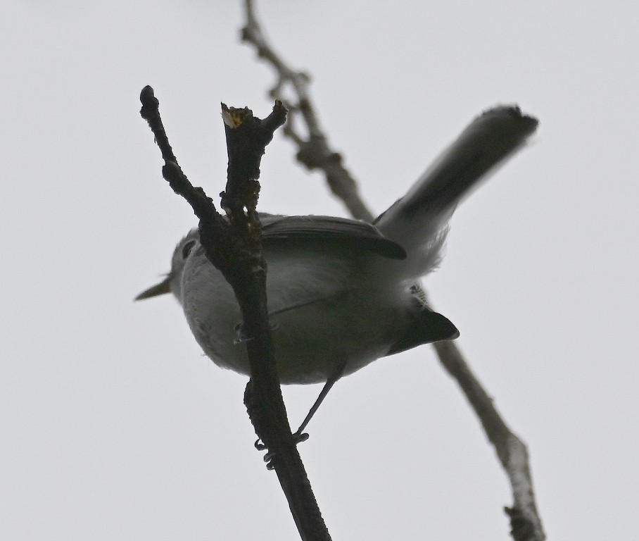 Blue-gray Gnatcatcher - ML641097261
