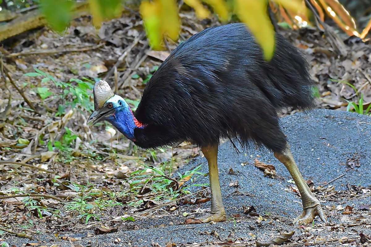 Southern Cassowary - ML641097277