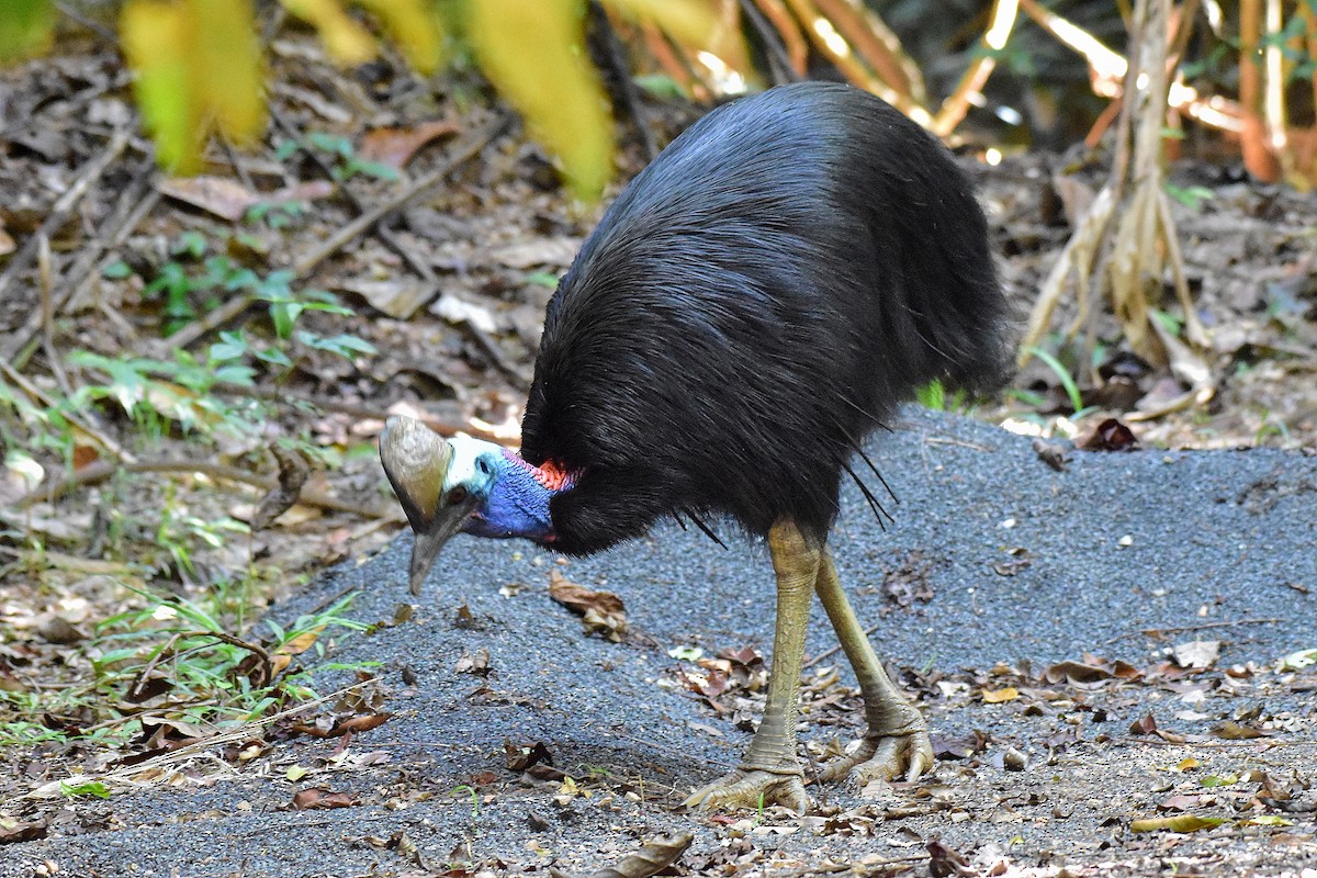 Southern Cassowary - ML641097278