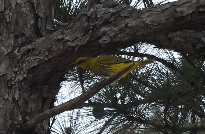 Slender-billed Oriole - ML641097284