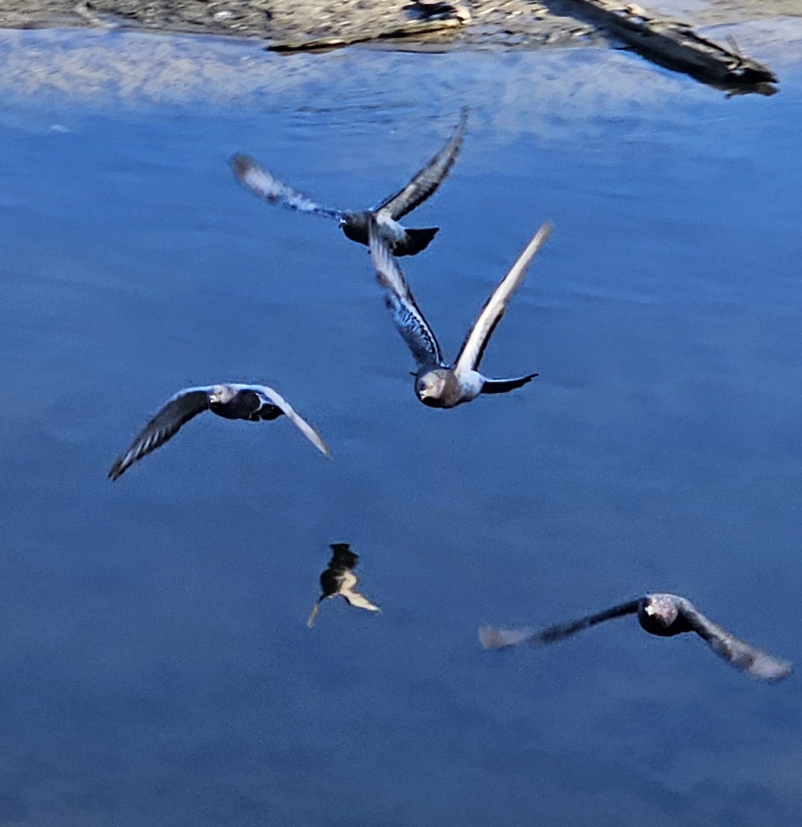 Rock Pigeon (Feral Pigeon) - ML641097287