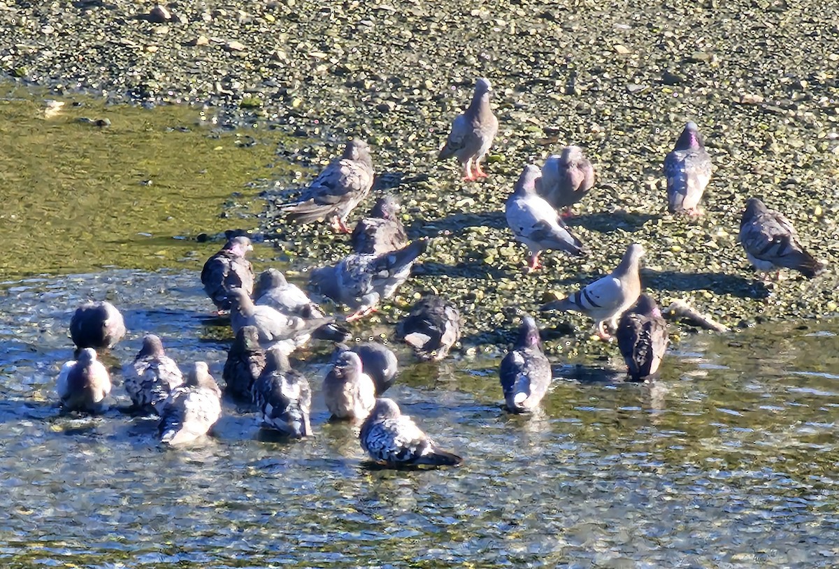 Rock Pigeon (Feral Pigeon) - ML641097288