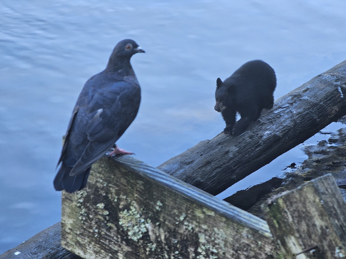 Rock Pigeon (Feral Pigeon) - ML641097289