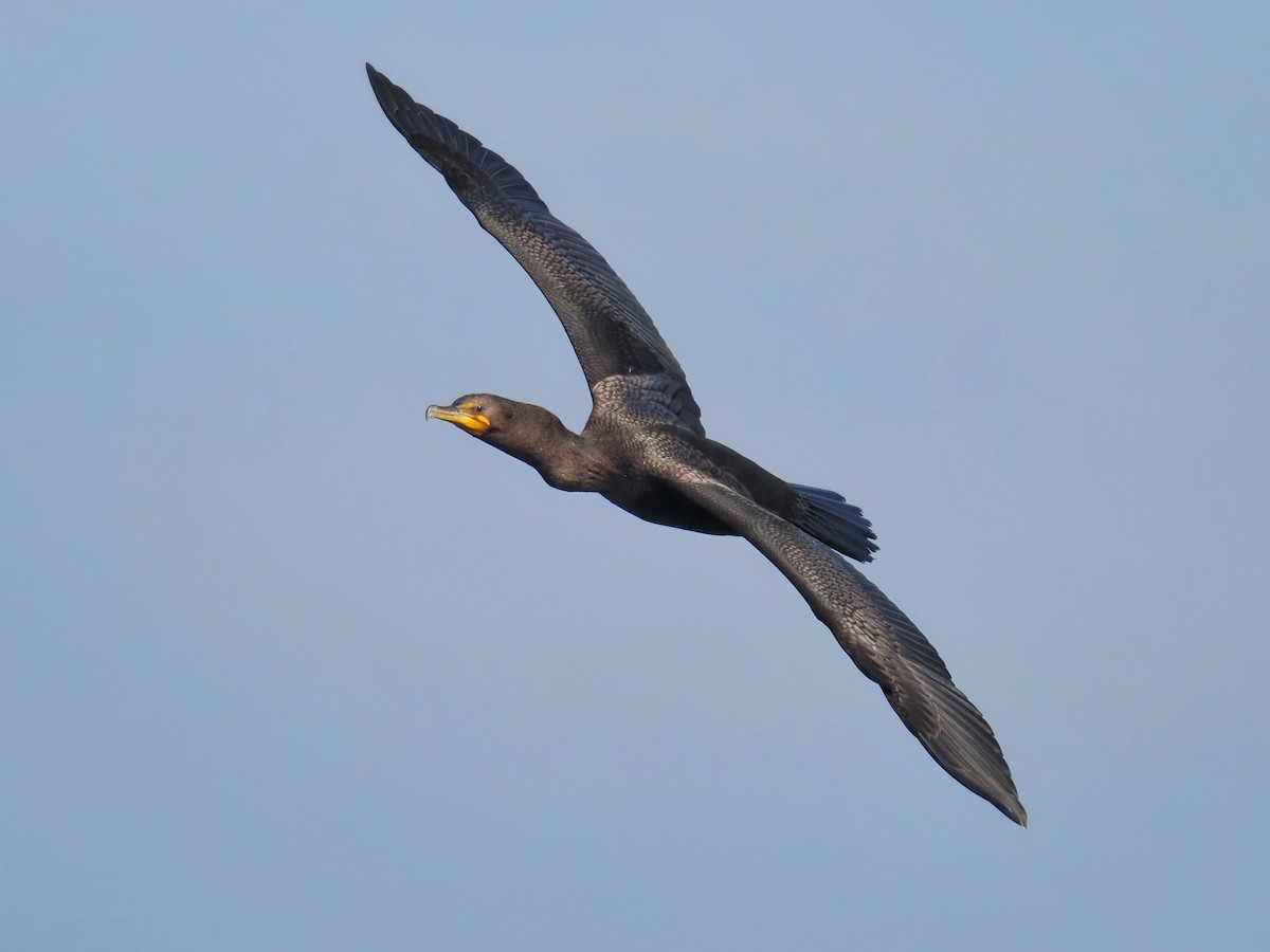 Double-crested Cormorant - ML641097293