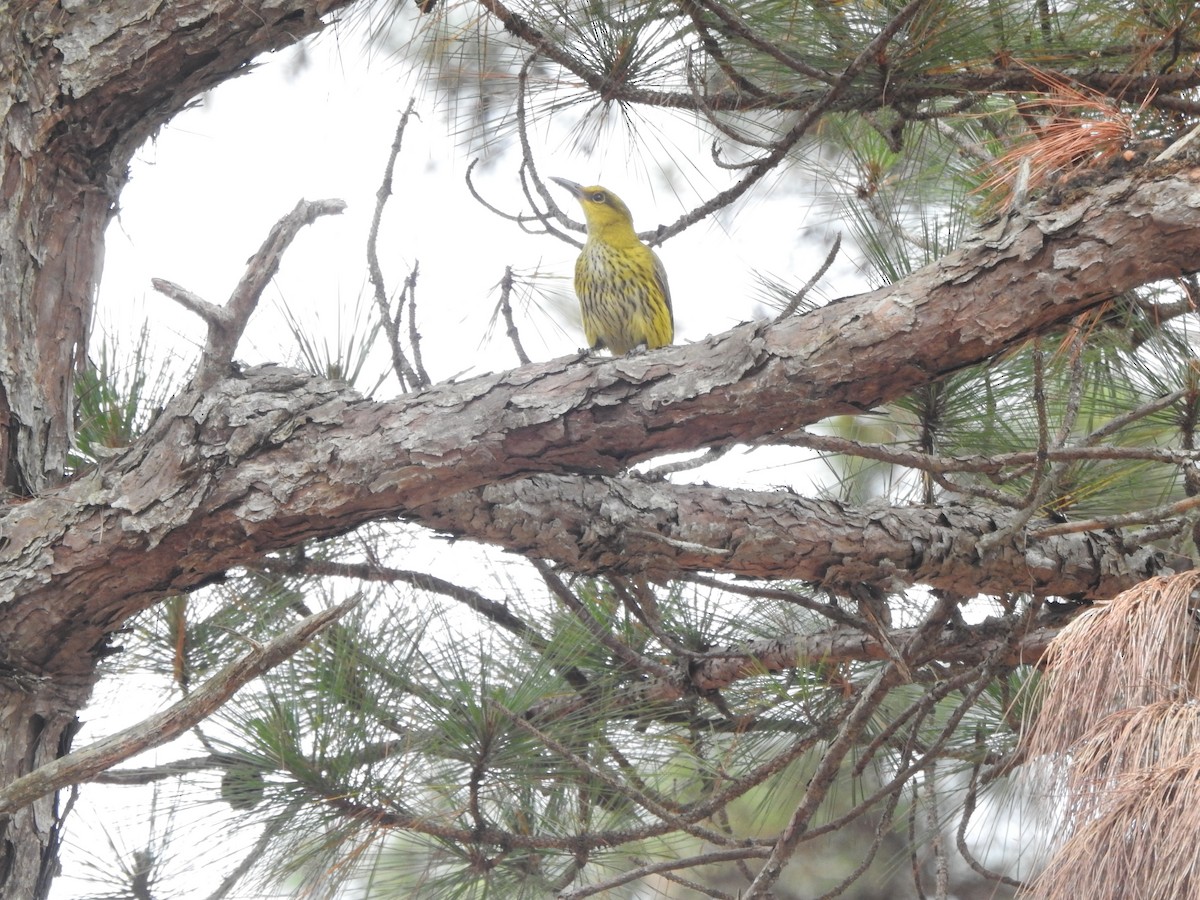 Slender-billed Oriole - ML641097297
