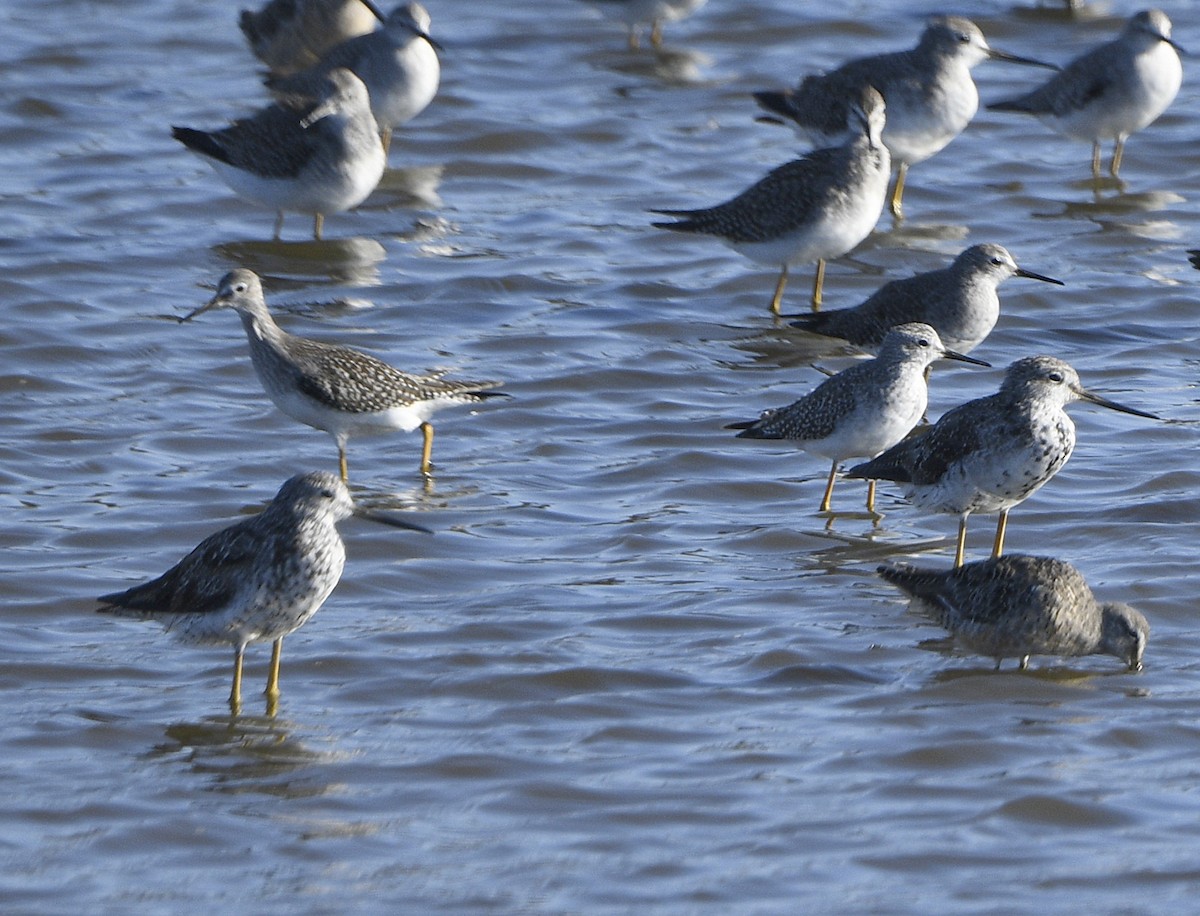 Lesser Yellowlegs - ML641097298