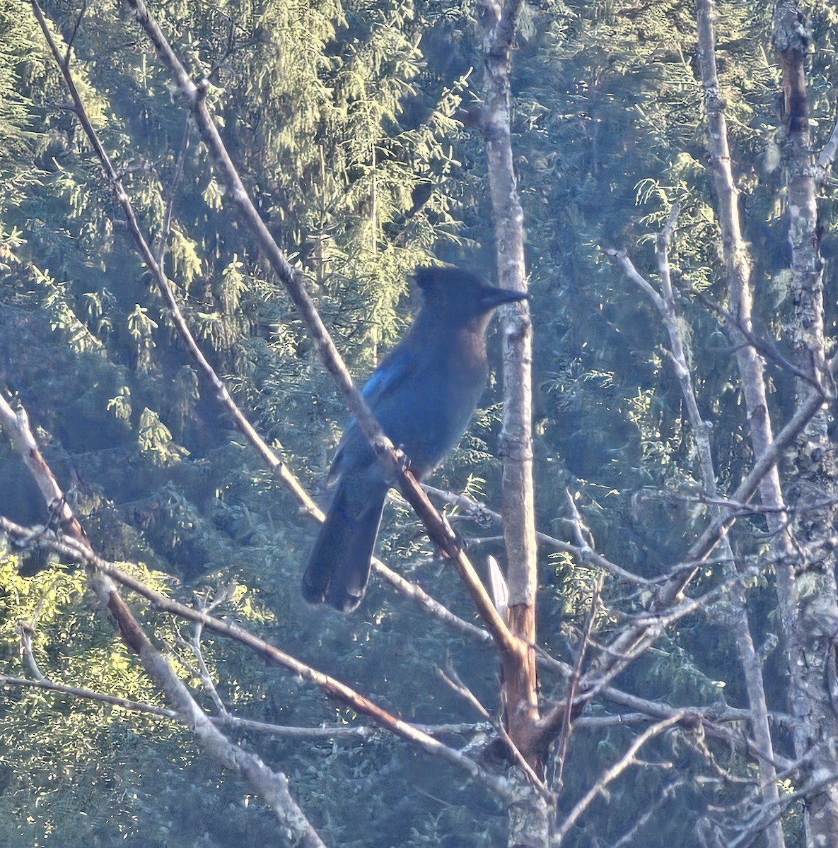 Steller's Jay - ML641097299