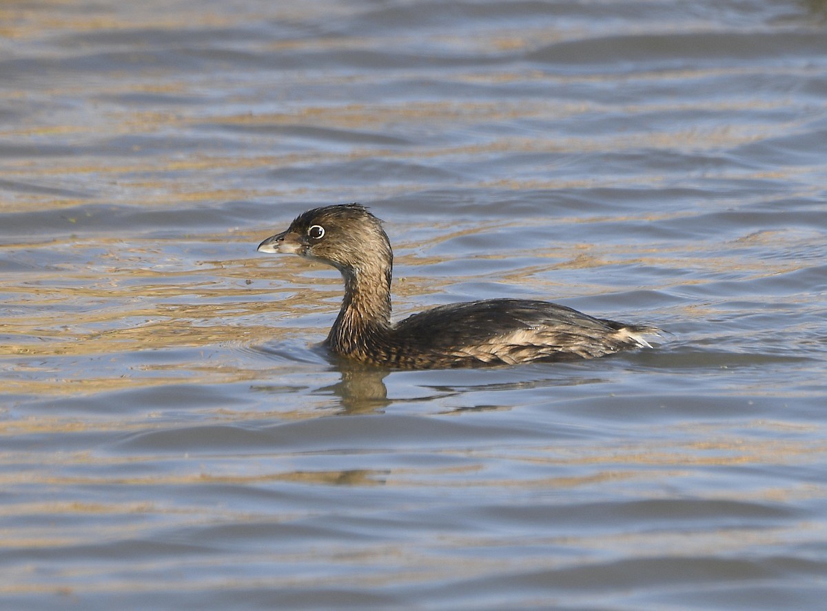 Pied-billed Grebe - ML641097300