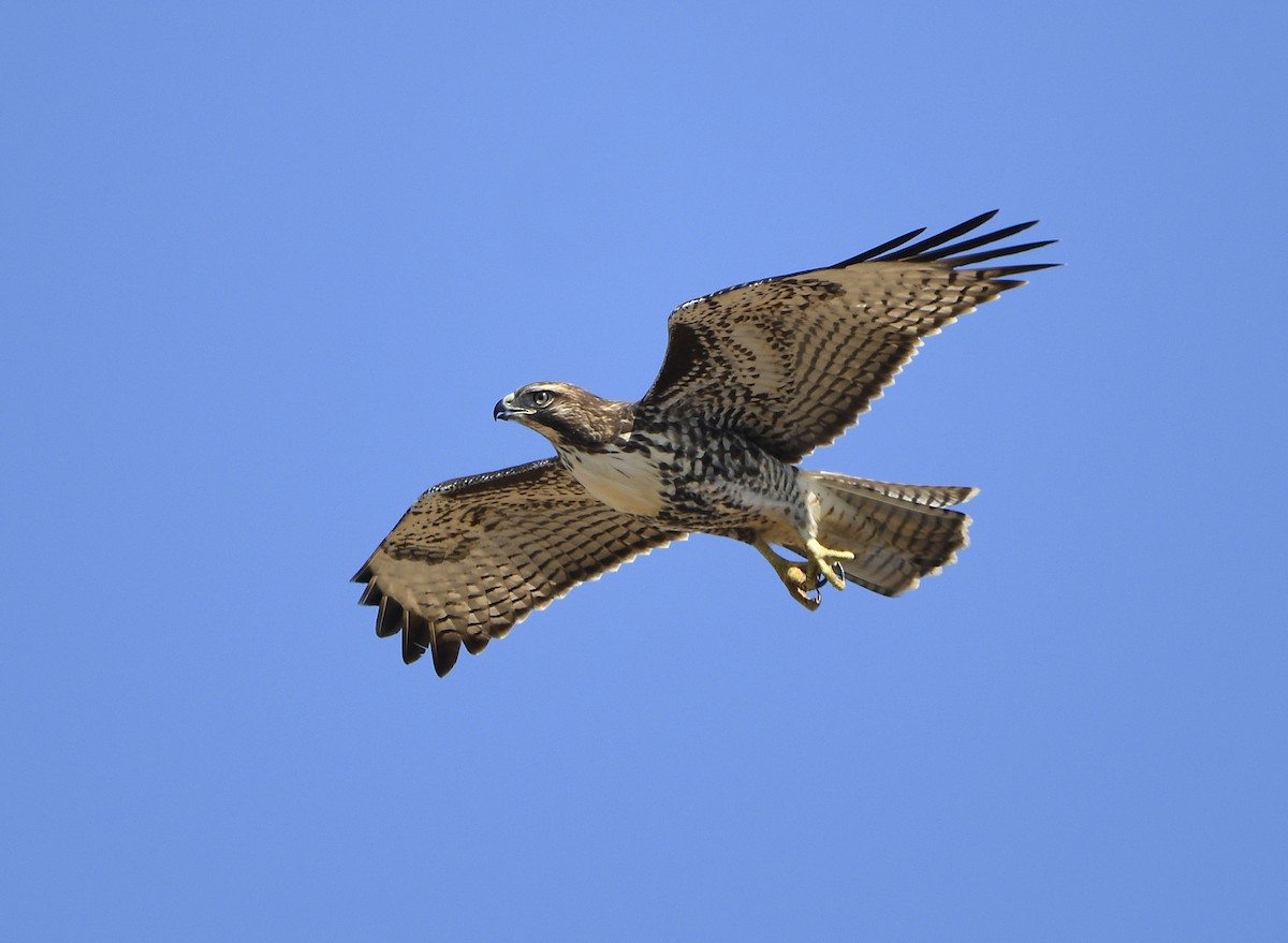 Red-tailed Hawk - ML641097302