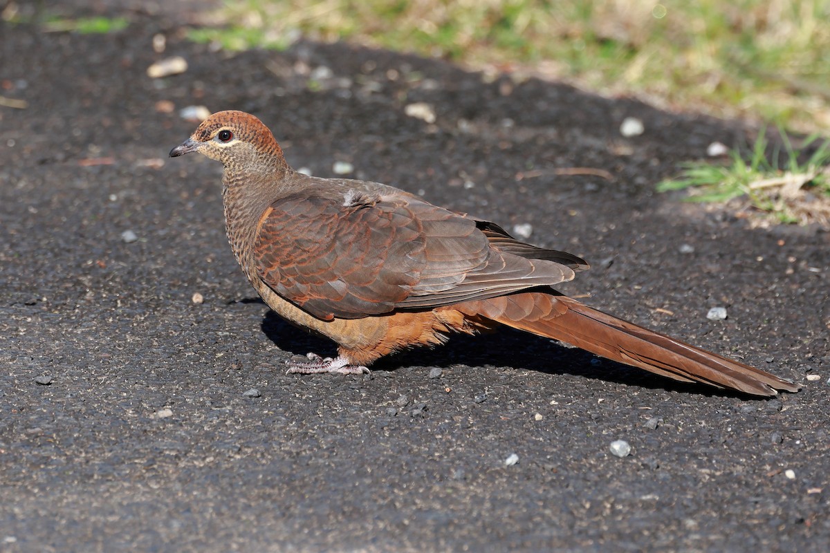 Brown Cuckoo-Dove - ML641097306