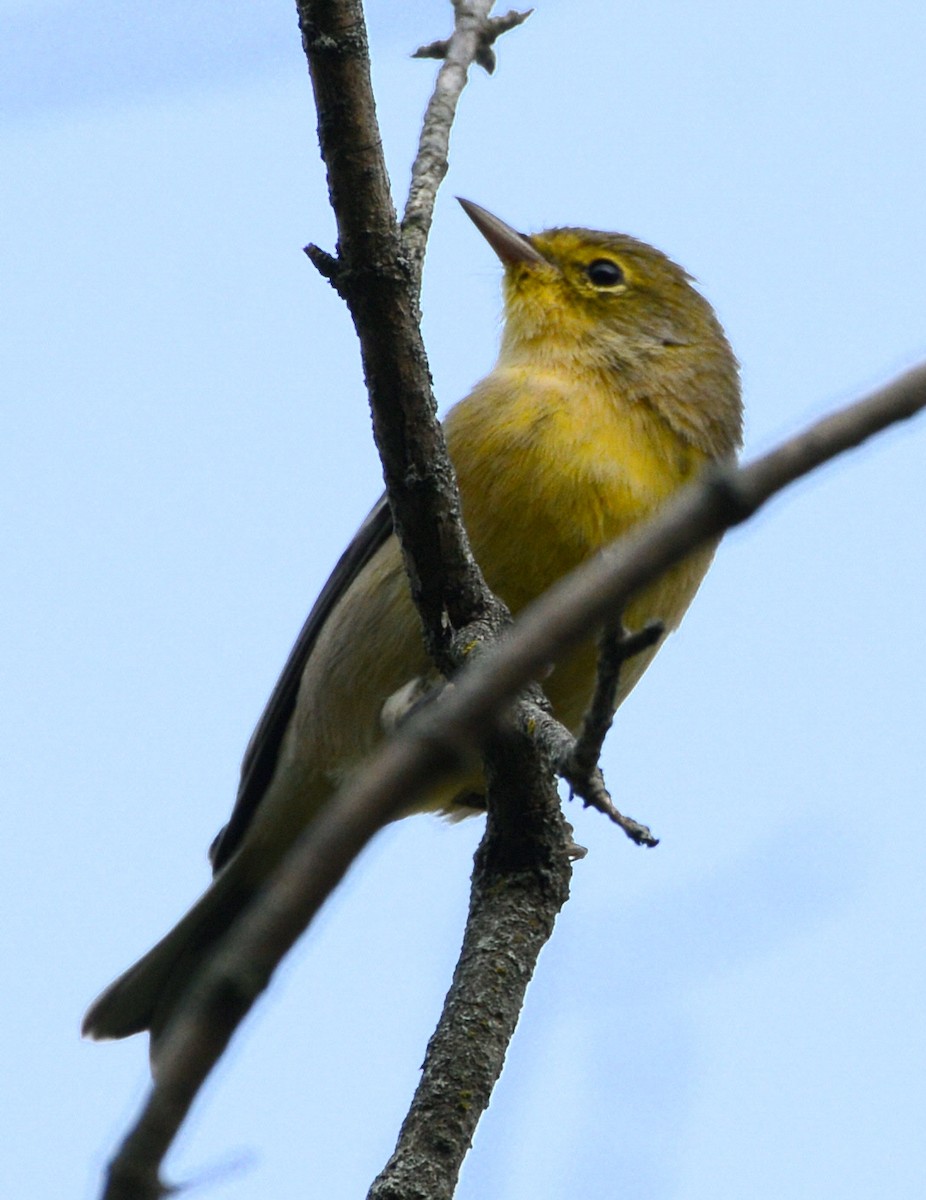Kiefernwaldsänger - ML641097328