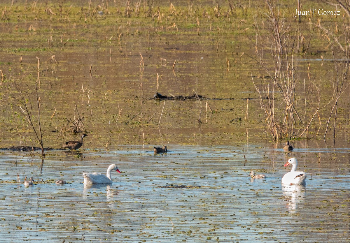 Coscoroba Swan - ML641097334