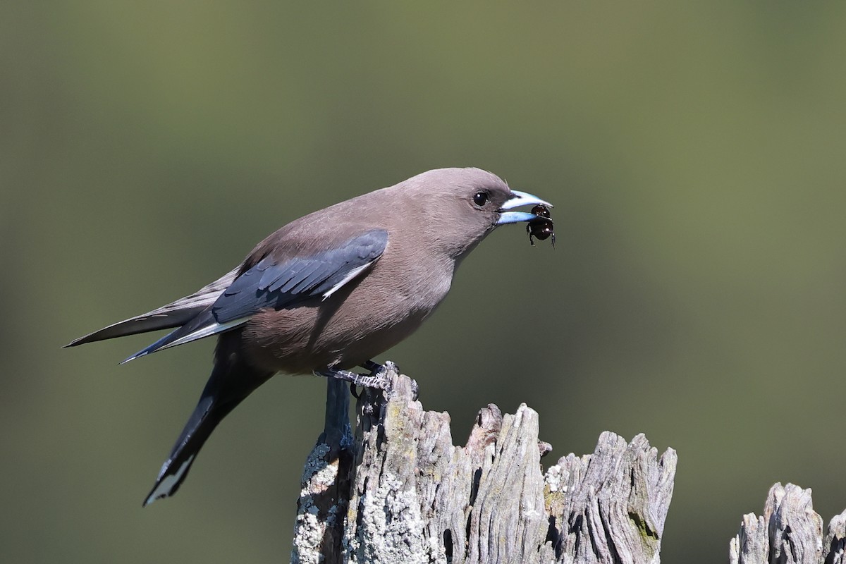Dusky Woodswallow - ML641097383