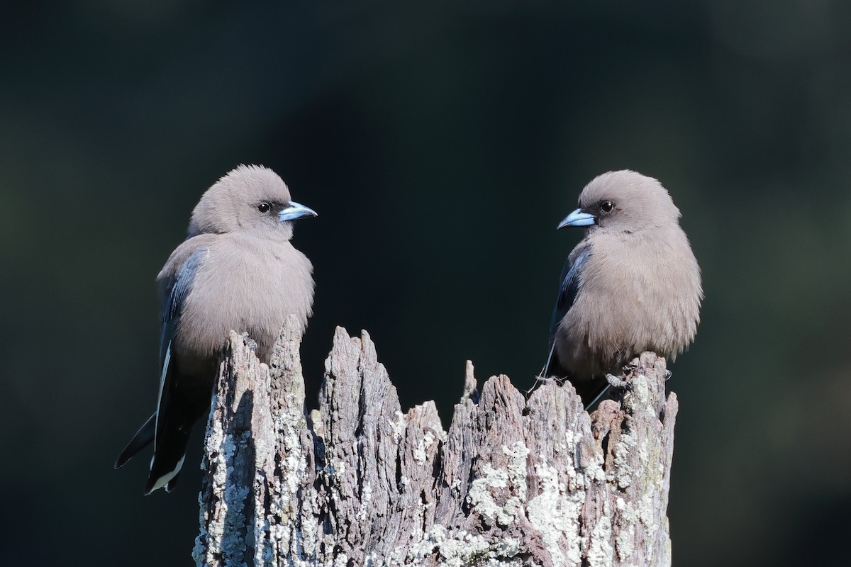Dusky Woodswallow - ML641097384