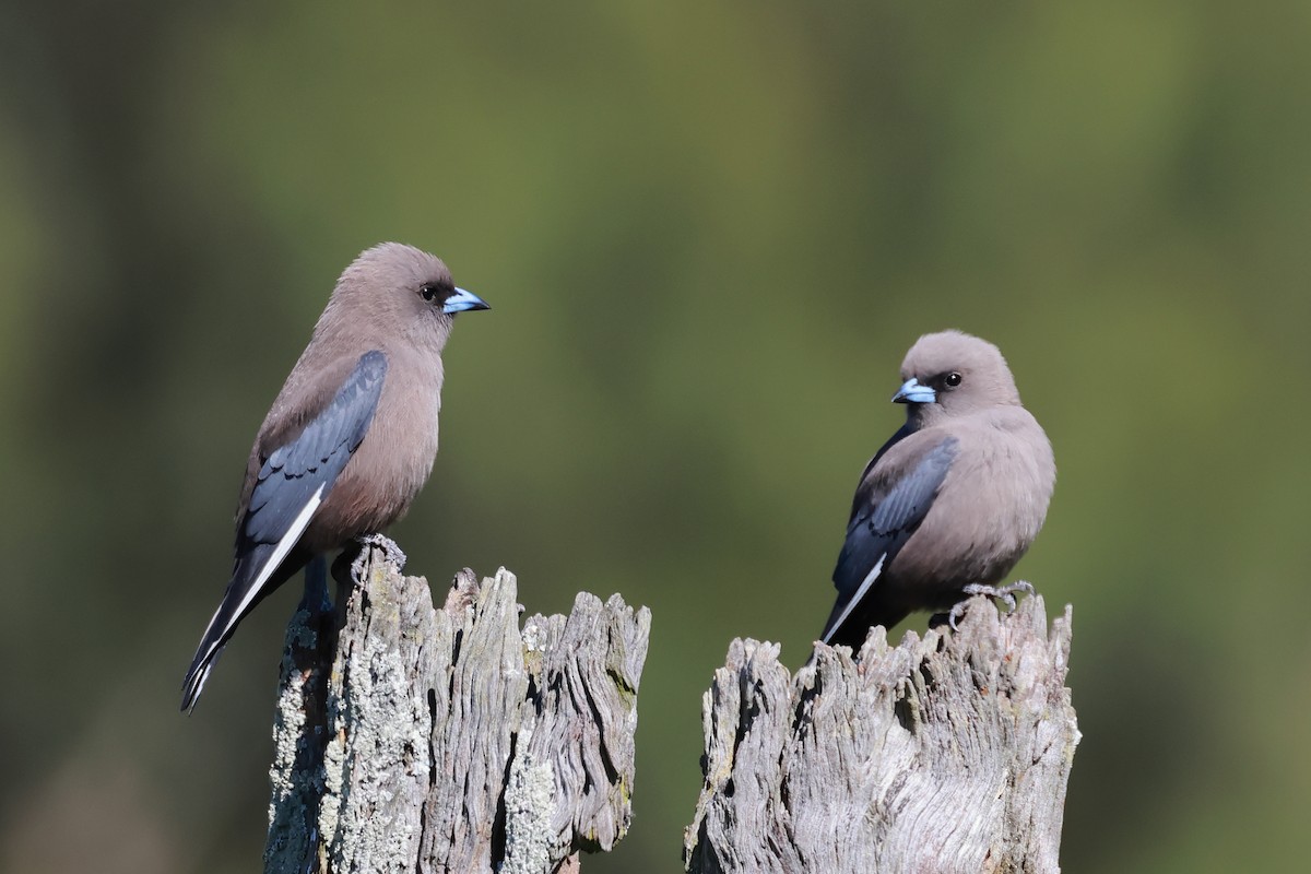 Dusky Woodswallow - ML641097385